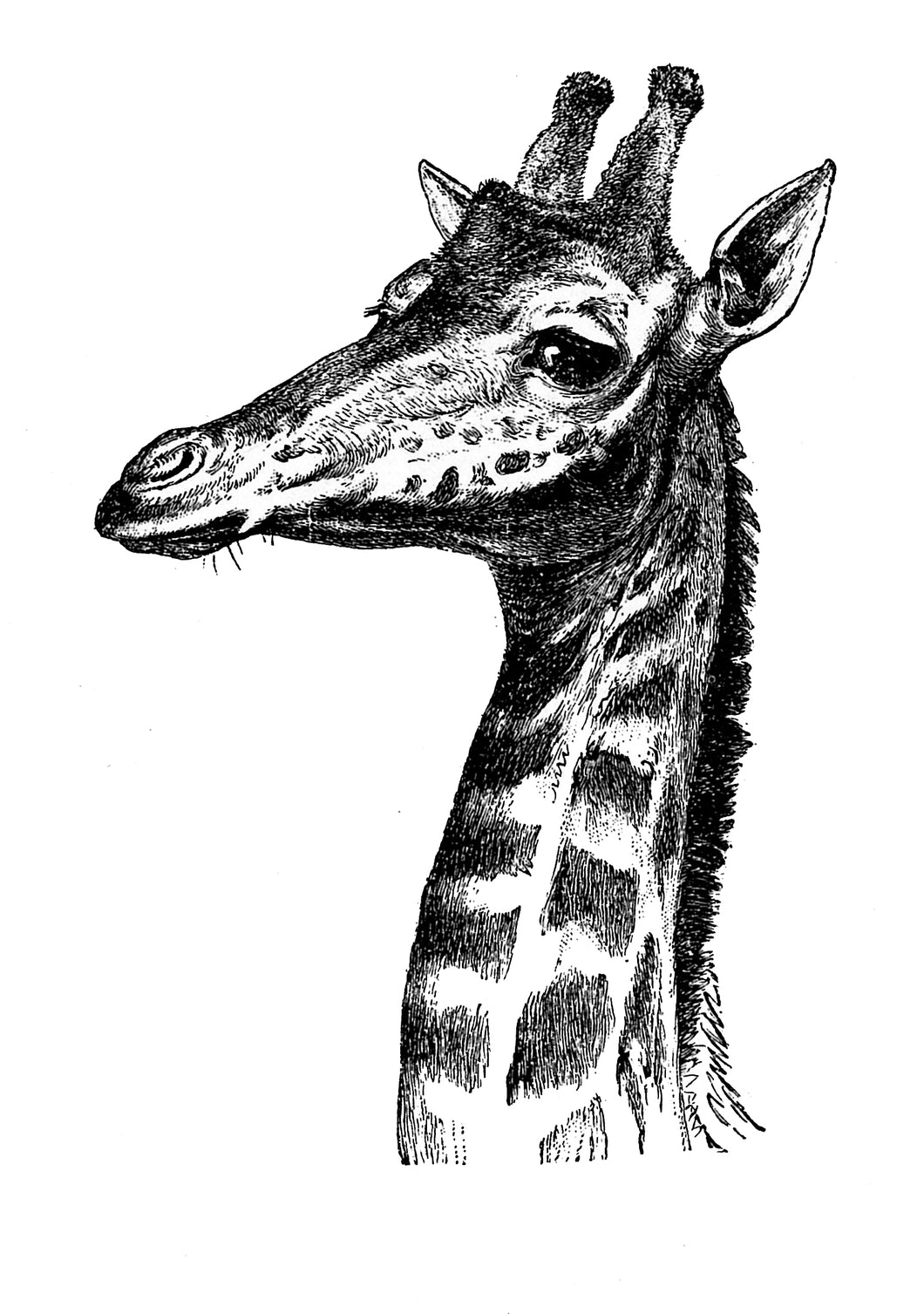 Giraffe Head Art Print