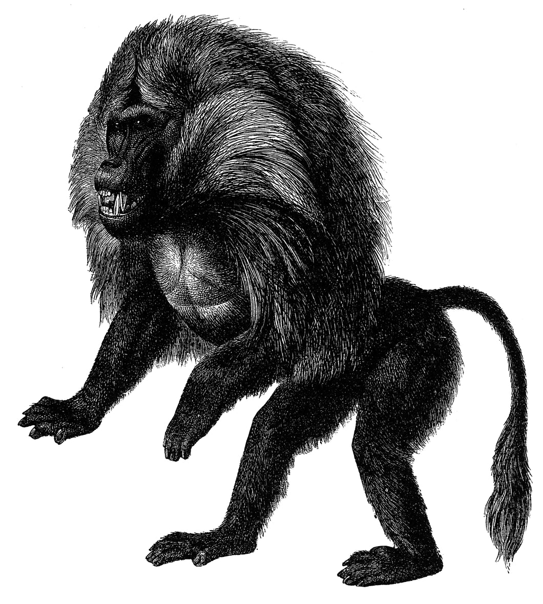 Hamadrays Baboon Art Print