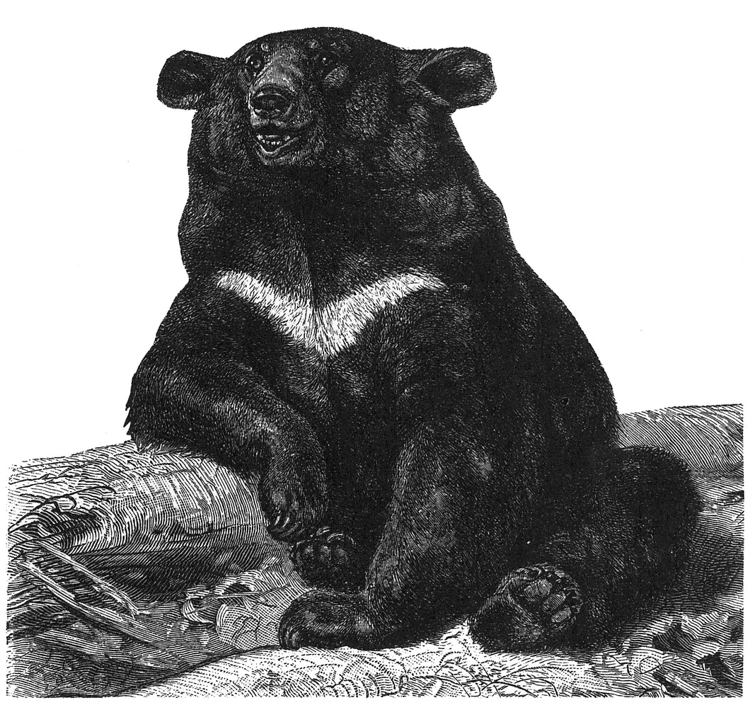 Himalayan Black Bear Art Print