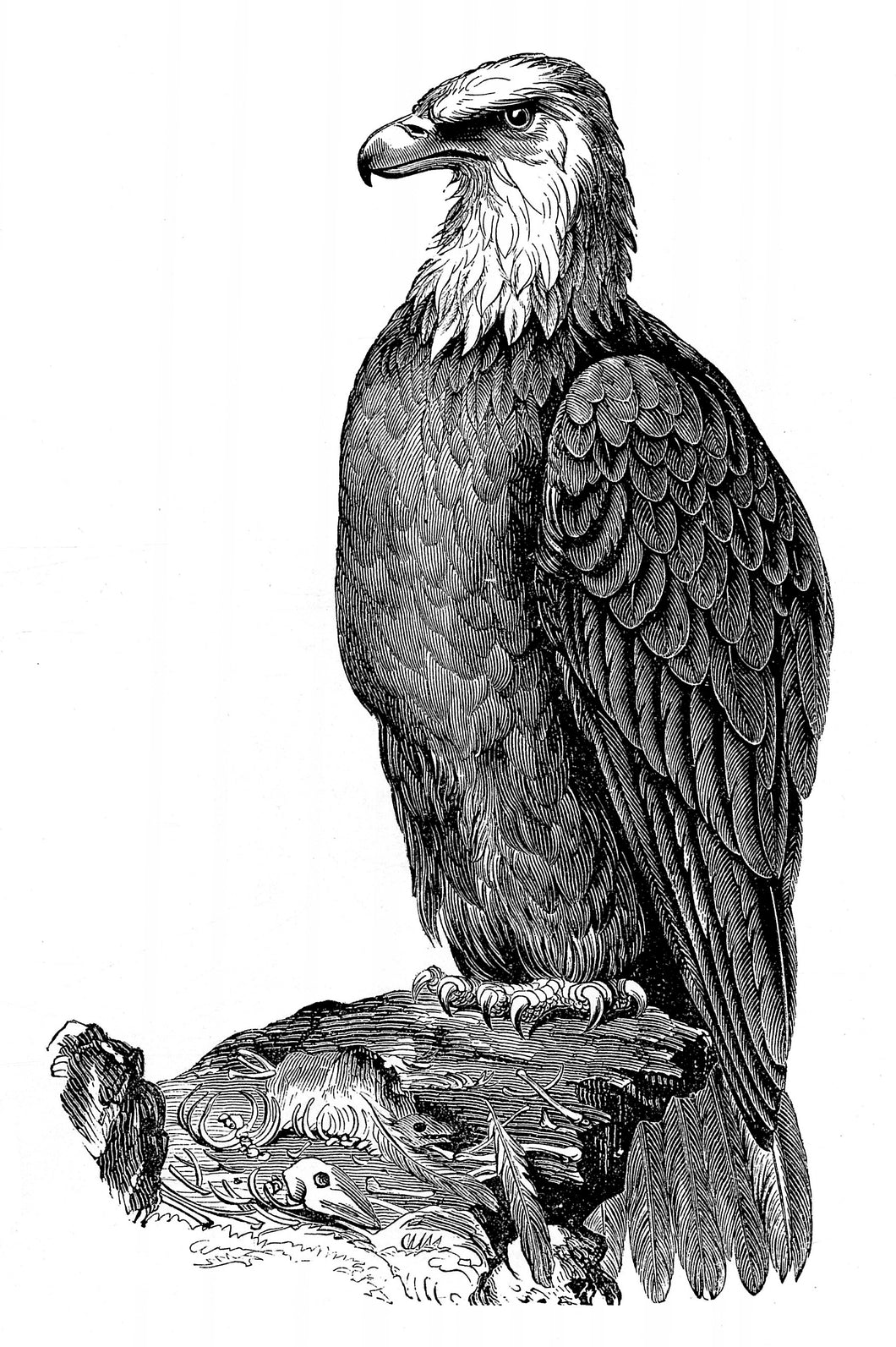 Imperial Eagle (2) Art Print