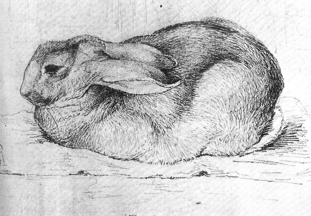 Beatrix Potters Pet Rabbit Peter 1898 Art Print