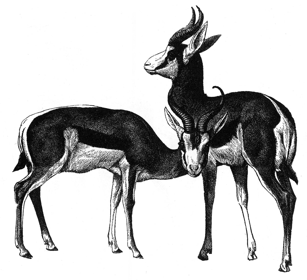 Springbok Art Print – Vintage Magazine Company