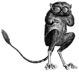 Tarsier Art Print