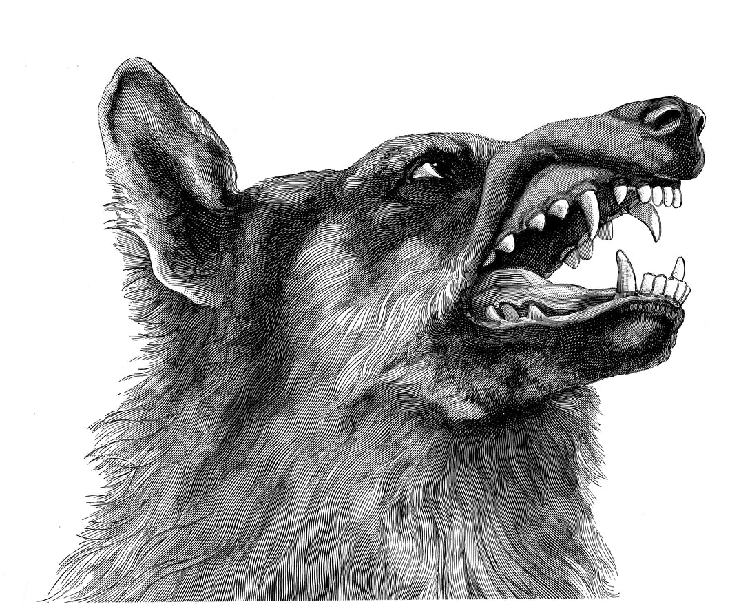 Wolf Art Print